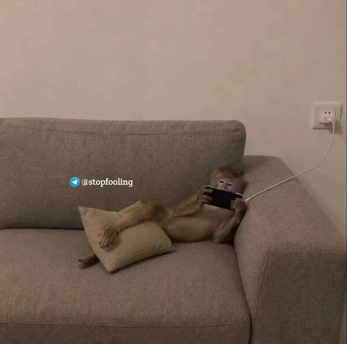 a monkey is sitting on a couch with a remote control device